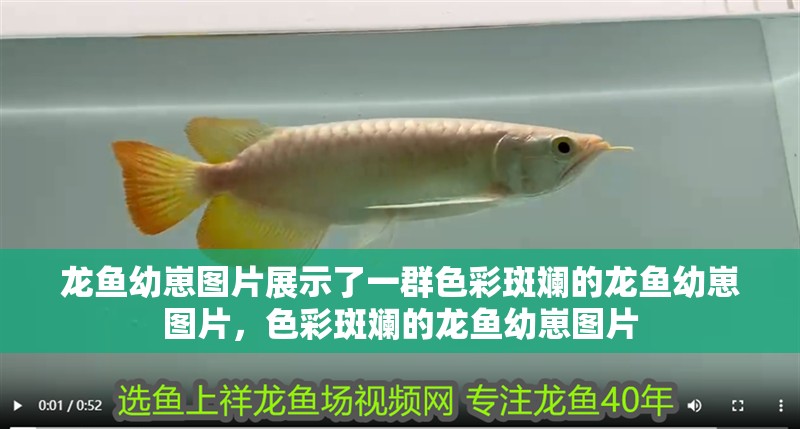 龍魚幼崽圖片展示了一群色彩斑斕的龍魚幼崽圖片，色彩斑斕的龍魚幼崽圖片