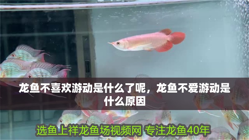 龍魚不喜歡游動是什么了呢，龍魚不愛游動是什么原因