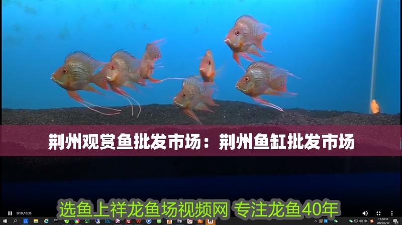 荊州觀賞魚批發市場：荊州魚缸批發市場 荊州觀賞魚批發市場：荊州魚缸批發市場 觀賞魚百科