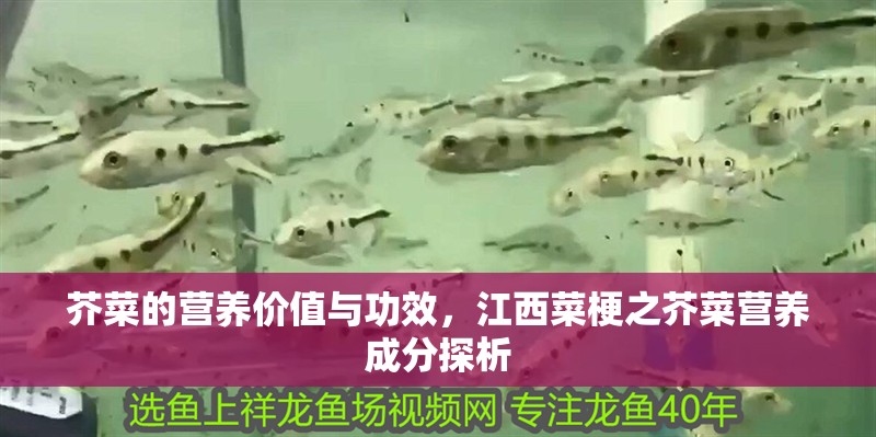 芥菜的營養價值與功效，江西菜梗之芥菜營養成分探析 芥菜的營養價值與功效，江西菜梗之芥菜營養成分探析 觀賞魚百科 第8張
