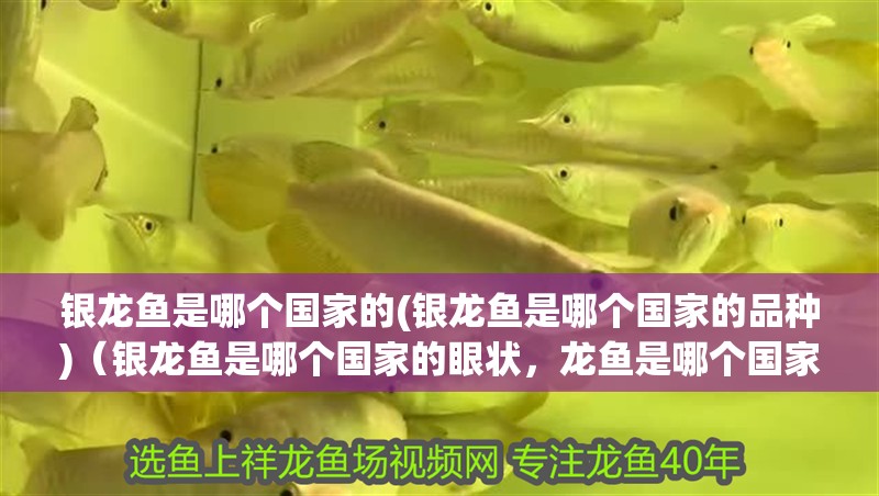 銀龍魚是哪個國家的(銀龍魚是哪個國家的品種)（銀龍魚是哪個國家的眼狀，龍魚是哪個國家的，）