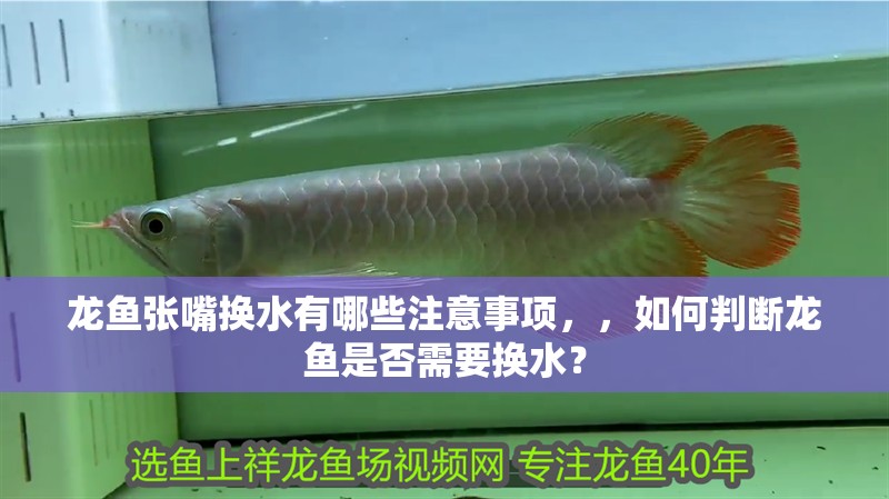 龍魚張嘴換水有哪些注意事項，，如何判斷龍魚是否需要換水？