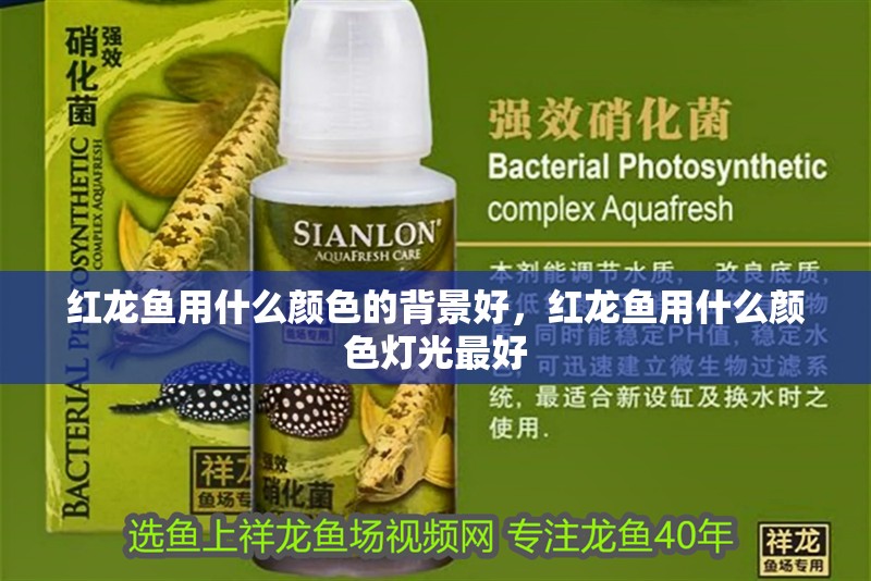 紅龍魚用什么顏色的背景好，紅龍魚用什么顏色燈光最好