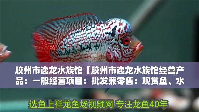 膠州市逸龍水族館【膠州市逸龍水族館經營產品：一般經營項目：批發兼零售：觀賞魚、水族器材】