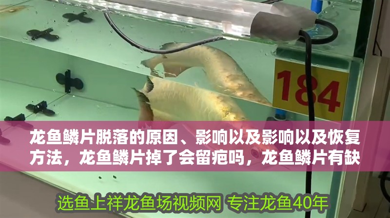 龍魚(yú)鱗片脫落的原因、影響以及影響以及恢復(fù)方法，龍魚(yú)鱗片掉了會(huì)留疤嗎，龍魚(yú)鱗片有缺口怎么回事寵物健康家園