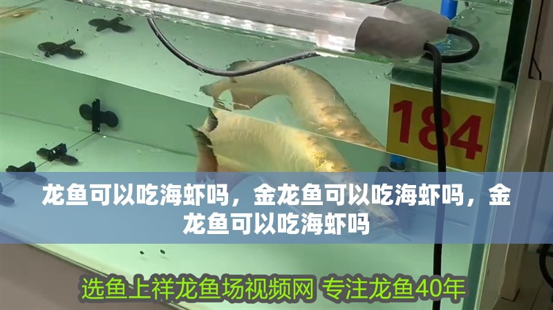 龍魚可以吃海蝦嗎，金龍魚可以吃海蝦嗎，金龍魚可以吃海蝦嗎