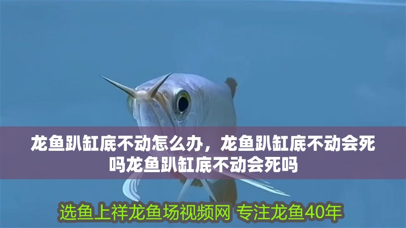 龍魚趴缸底不動怎么辦，龍魚趴缸底不動會死嗎龍魚趴缸底不動會死嗎 龍魚趴缸底不動怎么辦，龍魚趴缸底不動會死嗎龍魚趴缸底不動會死嗎 龍魚百科 第3張