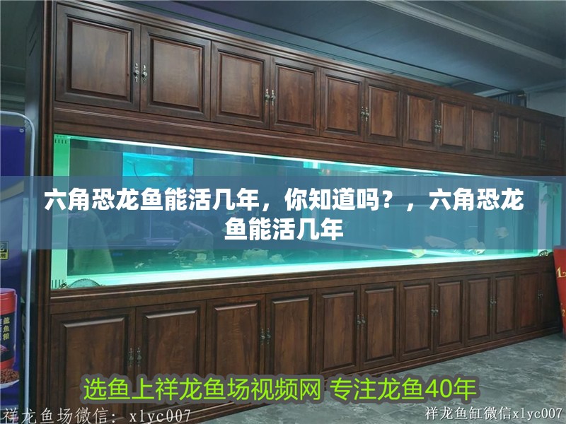 六角恐龍魚能活幾年，你知道嗎？，六角恐龍魚能活幾年