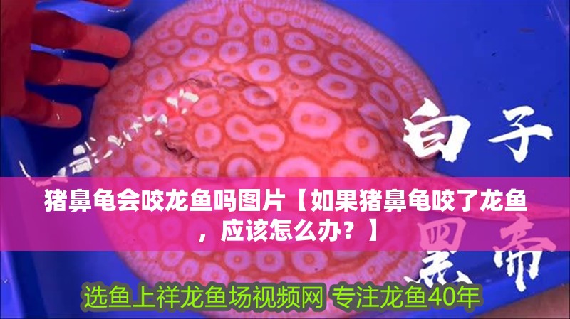 豬鼻龜會咬龍魚嗎圖片【如果豬鼻龜咬了龍魚，應該怎么辦？】