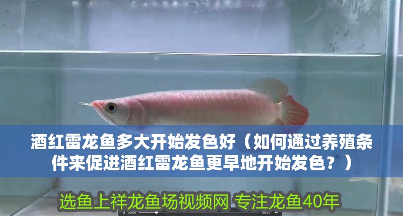 酒紅雷龍魚多大開始發色好（如何通過養殖條件來促進酒紅雷龍魚更早地開始發色？）