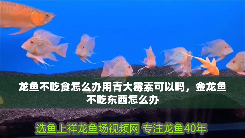龍魚不吃食怎么辦用青大霉素可以嗎，金龍魚不吃東西怎么辦