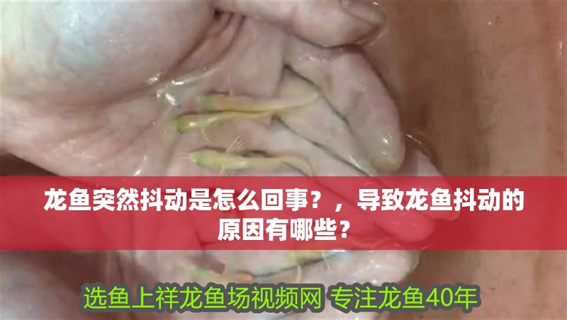 龍魚突然抖動是怎么回事？，導致龍魚抖動的原因有哪些？
