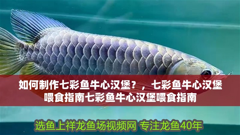 如何制作七彩魚牛心漢堡？，七彩魚牛心漢堡喂食指南七彩魚牛心漢堡喂食指南