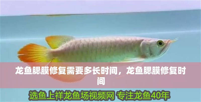龍魚腮膜修復需要多長時間，龍魚腮膜修復時間