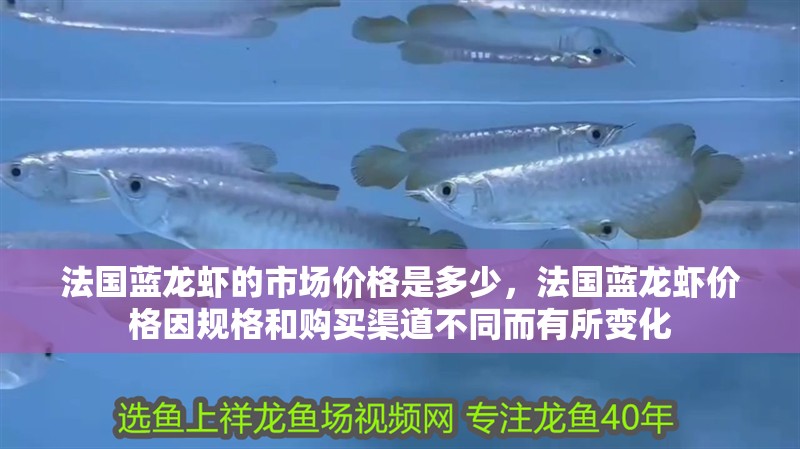 法國藍(lán)龍蝦的市場價(jià)格是多少，法國藍(lán)龍蝦價(jià)格因規(guī)格和購買渠道不同而有所變化