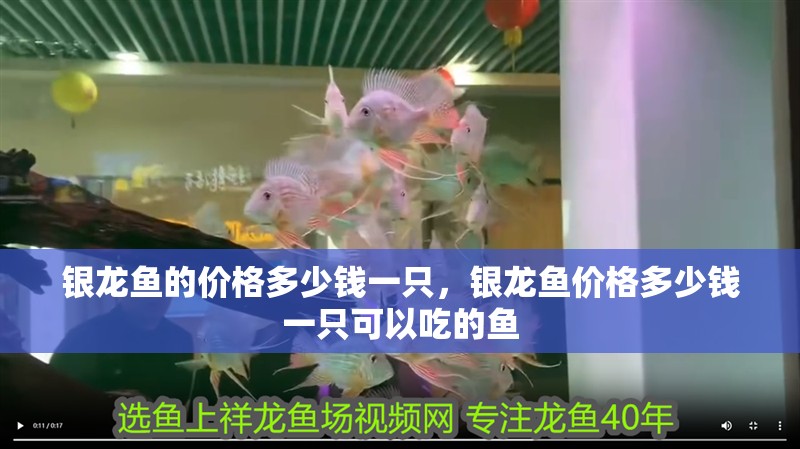 銀龍魚的價格多少錢一只，銀龍魚價格多少錢一只可以吃的魚