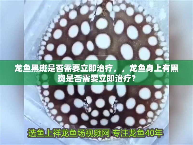 龍魚黑斑是否需要立即治療，，龍魚身上有黑斑是否需要立即治療？