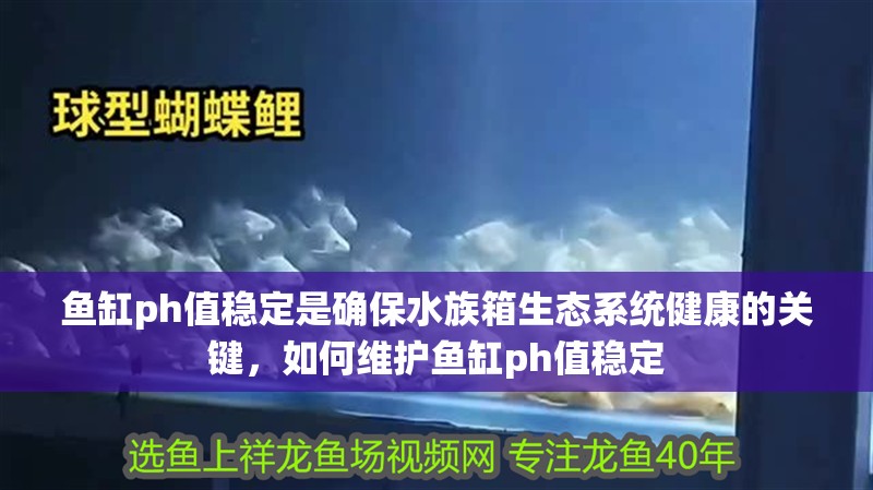 魚缸ph值穩定是確保水族箱生態系統健康的關鍵，如何維護魚缸ph值穩定