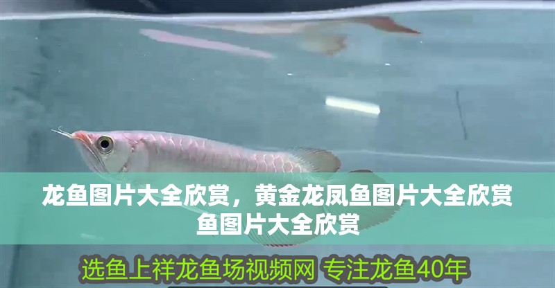龍魚圖片大全欣賞，黃金龍鳳魚圖片大全欣賞魚圖片大全欣賞