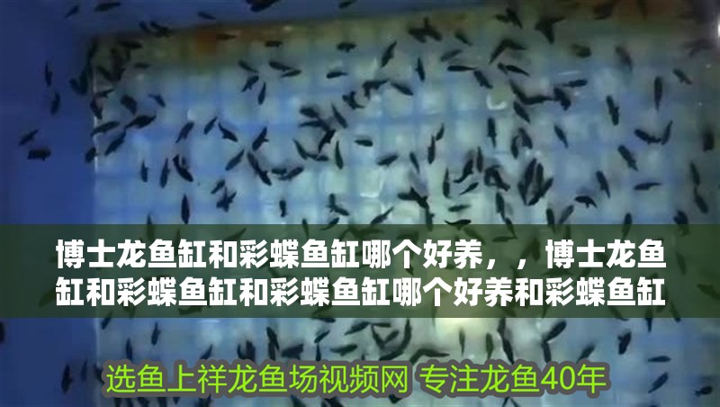 博士龍魚缸和彩蝶魚缸哪個好養，，博士龍魚缸和彩蝶魚缸和彩蝶魚缸哪個好養和彩蝶魚缸哪個好養