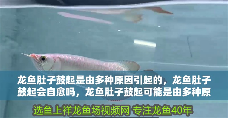 龍魚肚子鼓起是由多種原因引起的，龍魚肚子鼓起會(huì)自愈嗎，龍魚肚子鼓起可能是由多種原因引起的，龍魚肚子鼓起會(huì)自愈嗎