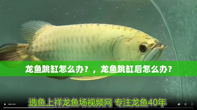 龍魚跳缸怎么辦？，龍魚跳缸后怎么辦？