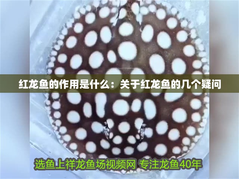 紅龍魚的作用是什么：關于紅龍魚的幾個疑問 紅龍魚的作用是什么：關于紅龍魚的幾個疑問 觀賞魚百科