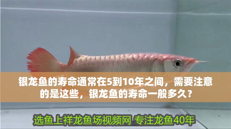 銀龍魚的壽命通常在5到10年之間，需要注意的是這些，銀龍魚的壽命一般多久？
