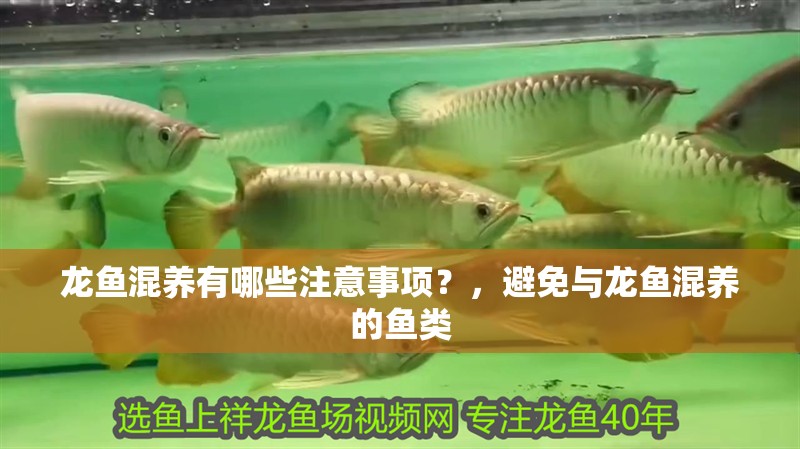 龍魚混養有哪些注意事項？，避免與龍魚混養的魚類