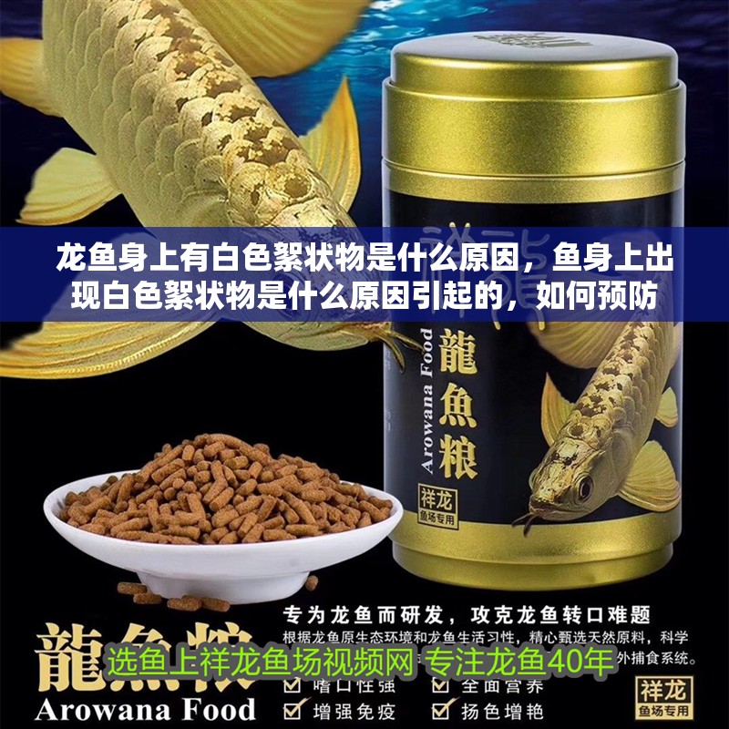 龍魚身上有白色絮狀物是什么原因，魚身上出現(xiàn)白色絮狀物是什么原因引起的，如何預(yù)防