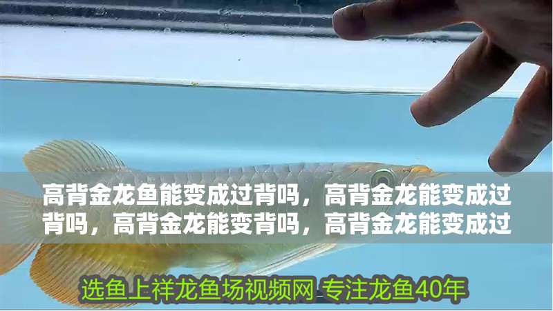 高背金龍魚能變成過背嗎，高背金龍能變成過背嗎，高背金龍能變背嗎，高背金龍能變成過背嗎 高背金龍魚能變成過背嗎，高背金龍能變成過背嗎，高背金龍能變背嗎，高背金龍能變成過背嗎 觀賞魚百科 第2張