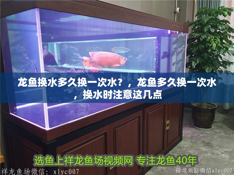 龍魚換水多久換一次水？，龍魚多久換一次水，換水時(shí)注意這幾點(diǎn)
