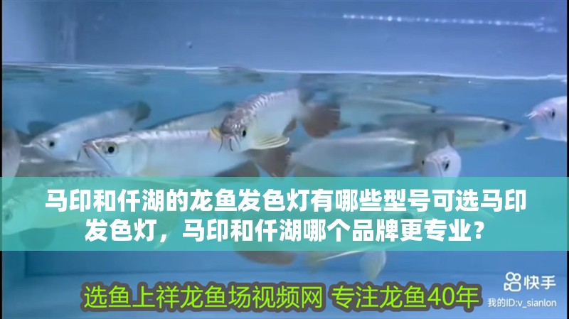 馬印和仟湖的龍魚發色燈有哪些型號可選馬印發色燈，馬印和仟湖哪個品牌更專業？