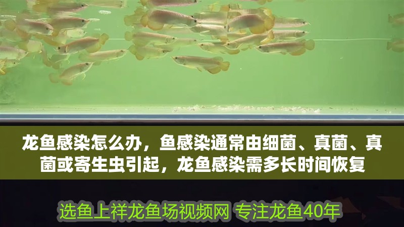 龍魚感染怎么辦，魚感染通常由細菌、真菌、真菌或寄生蟲引起，龍魚感染需多長時間恢復