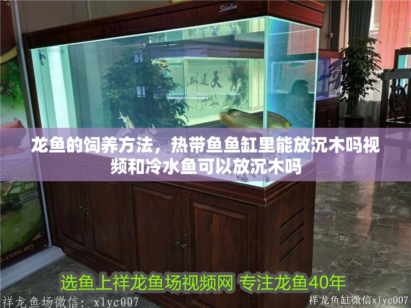 龍魚的飼養方法，熱帶魚魚缸里能放沉木嗎視頻和冷水魚可以放沉木嗎