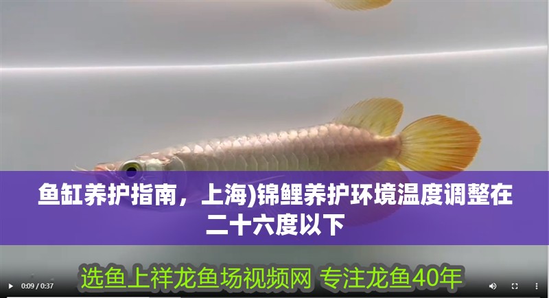 魚缸養護指南，上海)錦鯉養護環境溫度調整在二十六度以下