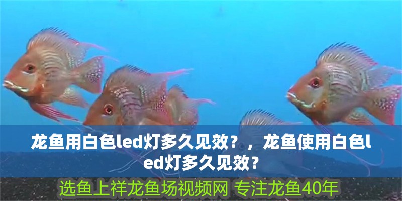 龍魚用白色led燈多久見效？，龍魚使用白色led燈多久見效？