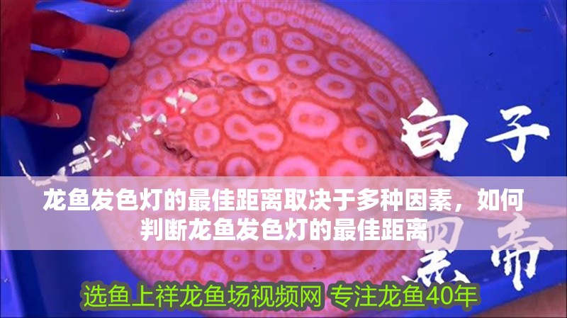 龍魚發色燈的最佳距離取決于多種因素，如何判斷龍魚發色燈的最佳距離