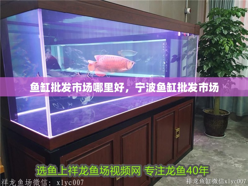 魚缸過濾器選購指南:自制魚缸過濾器魚缸上置過濾器對于養魚愛好者的必備知識 魚缸批發市場哪里好,寧波魚缸批發市場 觀賞魚百科 魚缸批發市場哪里好,寧波魚缸批發市場 魚缸批發市場哪里好,寧波魚缸批發市場 觀賞魚百科