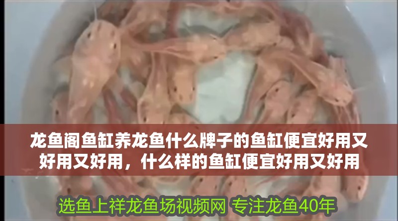 龍魚閣魚缸養龍魚什么牌子的魚缸便宜好用又好用又好用,什么樣的魚缸便宜好用又好用 觀賞魚百科 第2張 龍魚閣魚缸養龍魚什么牌子的魚缸便宜好用又好用又好用,什么樣的魚缸便宜好用又好用 龍魚閣魚缸養龍魚什么牌子的魚缸便宜好用又好用又好用,什么樣的魚缸便宜好用又好用 觀賞魚百科 第2張