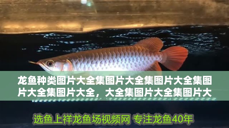 龍魚種類圖片大全集圖片大全集圖片大全集圖片大全集圖片大全，大全集圖片大全集圖片大全集圖片大全集圖片大全集圖片大全