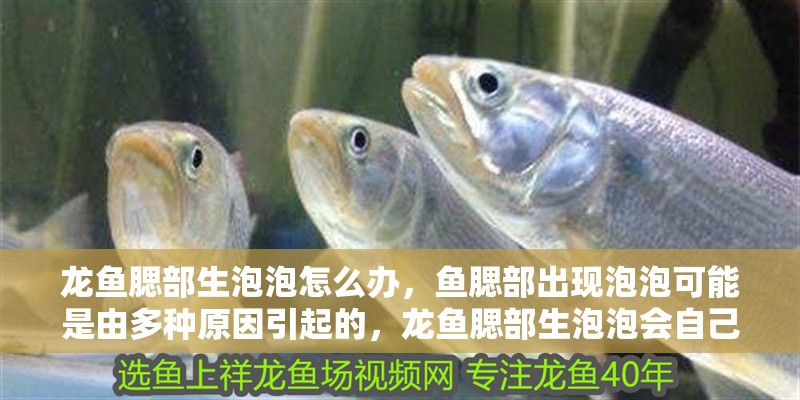 龍魚腮部生泡泡怎么辦，魚腮部出現(xiàn)泡泡可能是由多種原因引起的，龍魚腮部生泡泡會(huì)自己好嗎