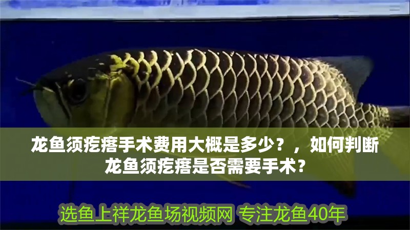 龍魚(yú)須疙瘩手術(shù)費(fèi)用大概是多少？，如何判斷龍魚(yú)須疙瘩是否需要手術(shù)？