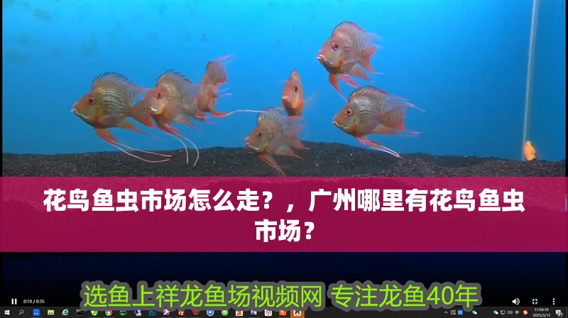 花鳥魚蟲市場怎么走？，廣州哪里有花鳥魚蟲市場？