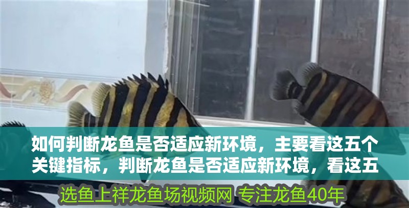 如何判斷龍魚是否適應(yīng)新環(huán)境，主要看這五個(gè)關(guān)鍵指標(biāo)，判斷龍魚是否適應(yīng)新環(huán)境，看這五個(gè)關(guān)鍵指標(biāo) 如何判斷龍魚是否適應(yīng)新環(huán)境，主要看這五個(gè)關(guān)鍵指標(biāo)，判斷龍魚是否適應(yīng)新環(huán)境，看這五個(gè)關(guān)鍵指標(biāo) 龍魚百科