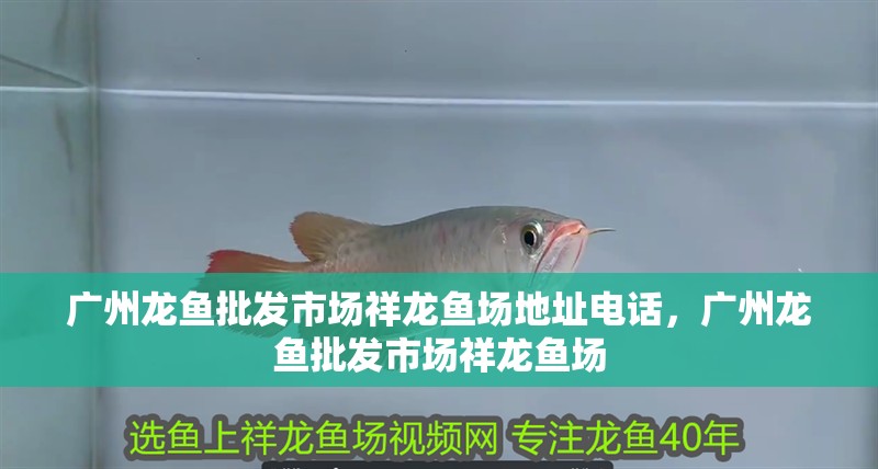 廣州龍魚批發市場祥龍魚場地址電話，廣州龍魚批發市場祥龍魚場