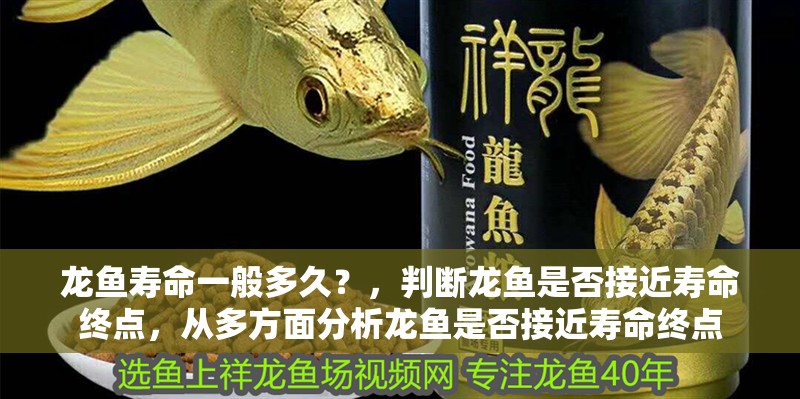 龍魚壽命一般多久？，判斷龍魚是否接近壽命終點，從多方面分析龍魚是否接近壽命終點