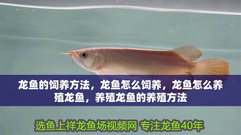 龍魚的飼養方法，龍魚怎么飼養，龍魚怎么養殖龍魚，養殖龍魚的養殖方法