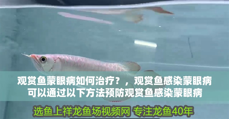觀賞魚蒙眼病如何治療？，觀賞魚感染蒙眼病可以通過以下方法預防觀賞魚感染蒙眼病