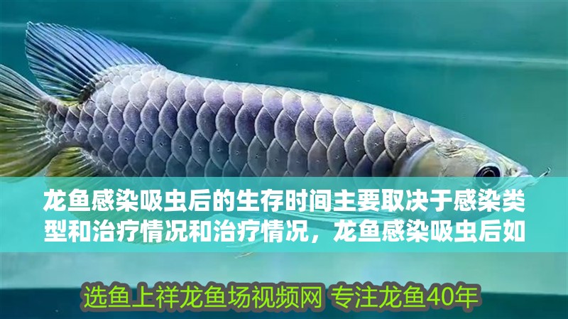 龍魚感染吸蟲后的生存時(shí)間主要取決于感染類型和治療情況和治療情況，龍魚感染吸蟲后如何治療